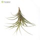 Tillandsia queroensis