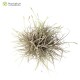 Tillandsia recurvata clumb