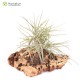 Tillandsia recurvata