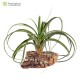 Tillandsia Red Fountain