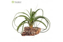 Tillandsia Red Fountain