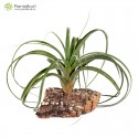 Tillandsia Red Fountain