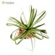 Tillandsia Red Fountain