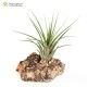 Tillandsia scaposa x rodrigueziana