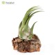Tillandsia seleriana