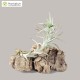 Tillandsia stelifera