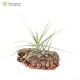 Tillandsia straminea x mallemontii