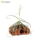 Tillandsia streptocarpa