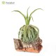 Tillandsia streptophylla M