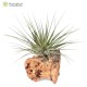 Tillandsia stricta (Petropolis)