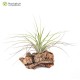 Tillandsia stricta
