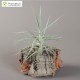 Tillandsia tectorum x paleacea