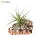 Tillandsia tenuifolia