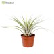 Tillandsia utriculata var. pringlei