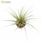 Tillandsia utriculata var. pringlei