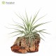 Tillandsia velickiana (syn feldhoffii)
