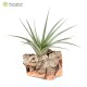 Tillandsia vernicosa