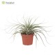 Tillandsia vicentina