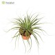 Tillandsia vicentina