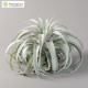 Tillandsia xerographica XL