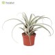 Tillandsia mima