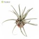 Tillandsia mima