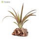 Tillandsia flabelata rubra