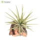 Tillandsia kammii