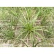Tillandsia tricolor 