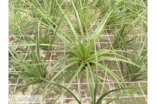 Tillandsia tricolor M