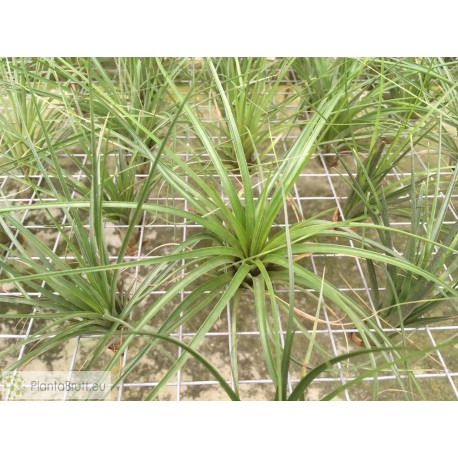 Tillandsia tricolor 