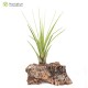 Tillandsia tricolor M