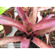 Neoregelia (pauciflora x Granada) x punctatisiima rubra