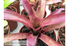 Neoregelia (pauciflora x Granada) x punctatisiima rubra
