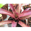 Neoregelia (pauciflora x Granada) x punctatisiima rubra