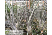 Tillandsia Veronica Orozco