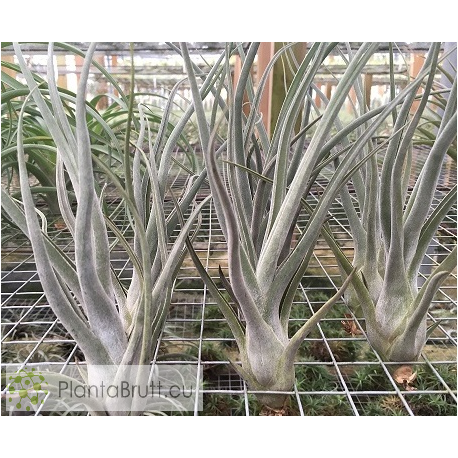 Tillandsia Veronica Orozco