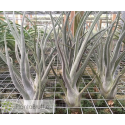 Tillandsia Veronica Orozco