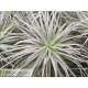 Tillandsia stricta Pauls Book Cover
