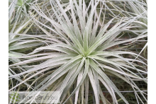 Tillandsia stricta Pauls Book Cover