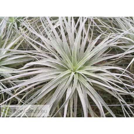 Tillandsia stricta Pauls Book Cover