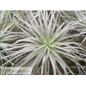 Tillandsia stricta Pauls Book Cover