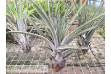 Tillandsia carrilloi