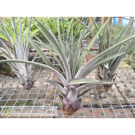 Tillandsia carrilloi