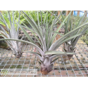 Tillandsia carrilloi