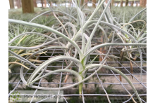 Tillandsia crocata x caliginosa
