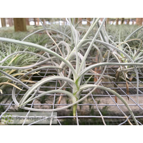 Tillandsia crocata x caliginosa