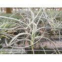 Tillandsia crocata x caliginosa