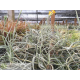Tillandsia Buttercup