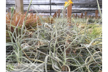 Tillandsia Buttercup